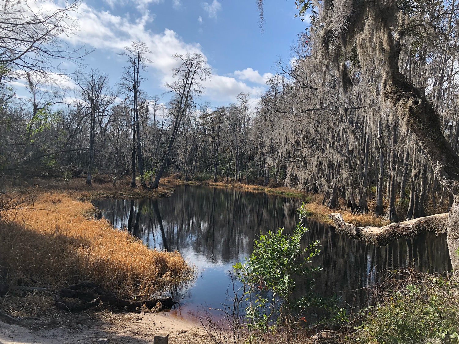 Florida cypress creek with moss-draped trees and calm water