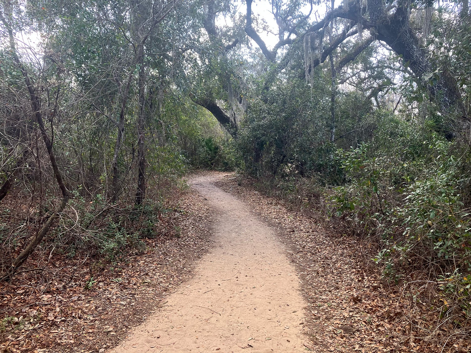 Sandy Florida walking trail through mossy oak and brush